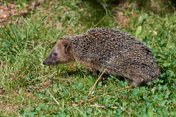 Abgemagerter Igel im Sommer 