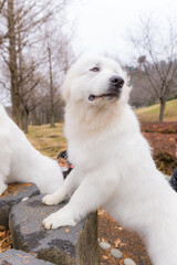 グレートピレニーズ　超大型犬　犬　白い犬　ピレネー