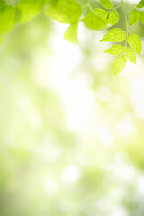 Fototapeta na wymiar Concept nature view of green leaf on blurred greenery background in garden and sunlight with copy space using as background natural green plants landscape, ecology, fresh wallpaper concept.