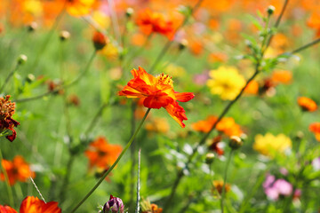 オレンジ コスモス 花畑