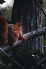 Eichhörnchen auf einem Ast