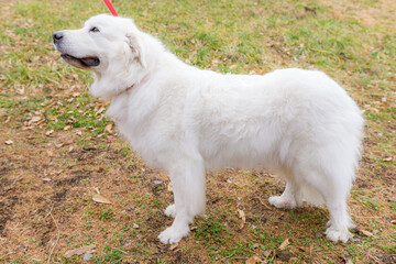 グレートピレニーズ　超大型犬　犬　白い犬　ピレネー