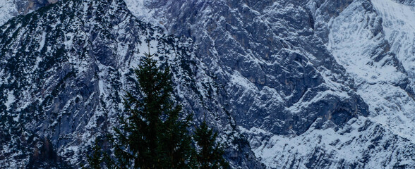 Nadelbaum vor Gebirgsmassiv
