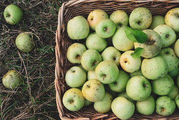 Freshly picked organic apples in a basket.