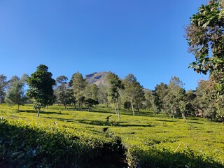 Walk in the tea garden.With background clear blue sky