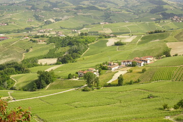 Fototapeta na wymiar Vineyards in the Langhe wine district, Piedmont