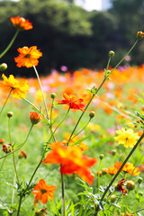 花畑 コスモス オレンジ