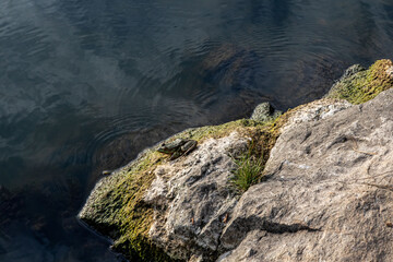 Fototapeta na wymiar a stone on the river bank on which a frog sits. Clouds are reflected in the water