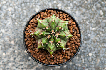 Cactus top view, Gymnocalycium Mihanovichii or gymnocalycium zebra sharp spikes details and zebra strips pattern