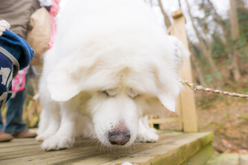 グレートピレニーズ　超大型犬　犬　白い犬　ピレネー
