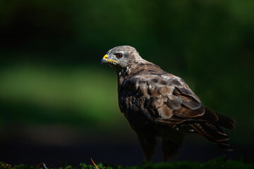Common buzzard, buteo buteo, standing on the edge of a pond in the forest in the Netherlands