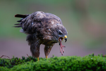 Common buzzard, buteo buteo, eating on the edge of a pond in the forest in the Netherlands