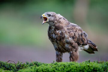 Common buzzard, buteo buteo, standing on the edge of a pond in the forest in the Netherlands