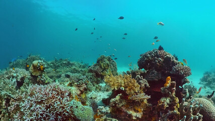 Naklejka na ściany i meble Reef Coral Scene. Tropical underwater sea fish. Hard and soft corals, underwater landscape. Panglao, Bohol, Philippines.
