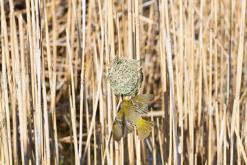 Karoo National Park South Africa: male Southern Masked-Weaver at its nest