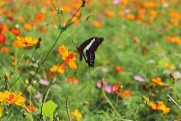 チョウ 蜜 花 コスモス
