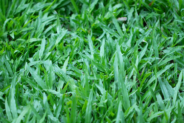 Green grass field close up shot. Fresh greenery yard in summer. background and texture use