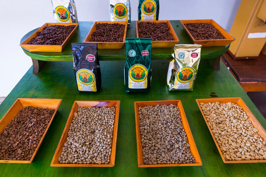 Coffee Plantation, Doka Estate,  Alajuela, Costa Rica, Central America, America