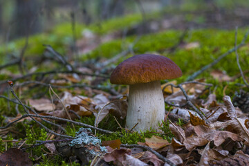 cep grow in forest moss and foliage
