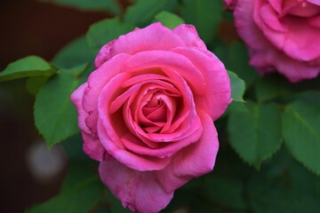 Pink rose flower in bloom closeup detail