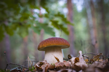 cep mushroom grow in wood foliage