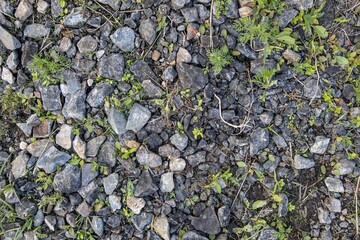 background and texture of the surface of the ground. Forest trodden path.