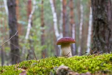 cep mushroom in forest moss