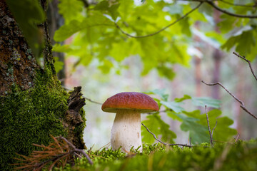 cep mushroom in moss and oak leaves