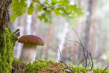 cep mushroom in moss and sunlight