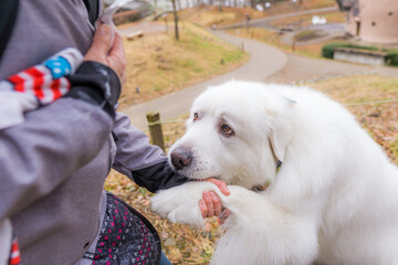 グレートピレニーズ　超大型犬　犬　白い犬　ピレネー