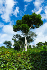 Coffee Plantation, Doka Estate,  Alajuela, Costa Rica, Central America, America