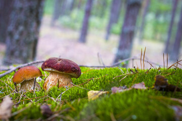 cep mushrooms grows in wood moss