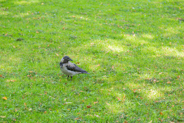 Obraz premium Gray-black crow on a green autumn lawn in the park
