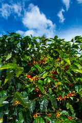 Coffee Plantation, Doka Estate,  Alajuela, Costa Rica, Central America, America