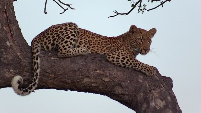 Young female leopard lies in marula tree and yawns, close view