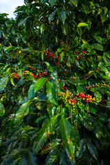 Coffee Plantation, Doka Estate,  Alajuela, Costa Rica, Central America, America