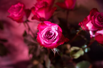 Fototapeta na wymiar Beautiful natural red and white rose