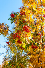 Autumn Rowan Bush against the sky
