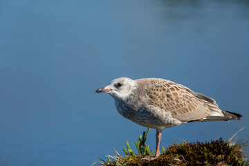 Young common gull (Larus canus) in juvenile plumage