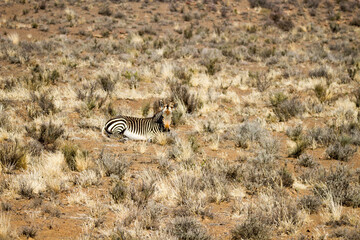 Fototapeta na wymiar Karoo National Park South Africa: Mountain zebra
