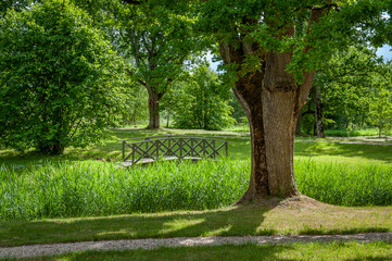 Obraz premium View of old park full of trees with tracery bridge during summer.