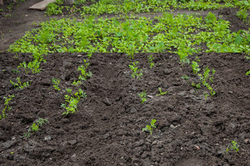 Photo before and after plowing the area with young carrots and removing weeds