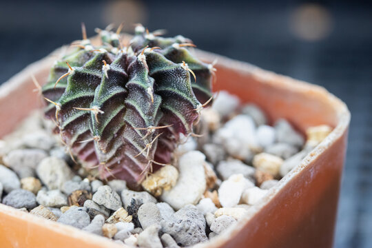 Gymnocalycium LB 2178 hybrid in brow pot.