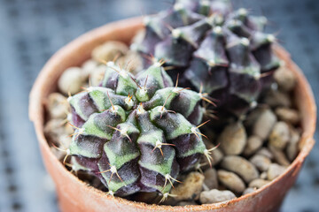 Gymnocalycium cactus hybrid pn a pot.
