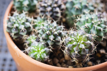 Pattern of Gymnocalycium cactus in a brown pot.