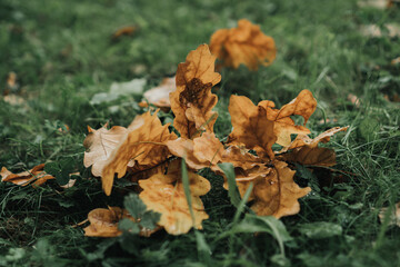 yellow maple autumn leaves lie on the ground in the grass