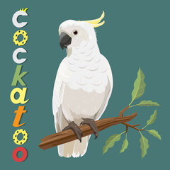 Cockatoo bird vector illustration
