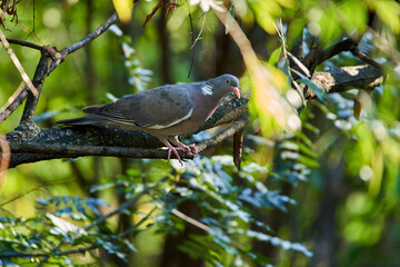 Wild pigeon perched in a tree