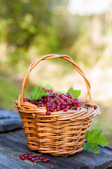 Fototapeta na wymiar Fresh red currants in a basket on a wooden table close-up. Ripe red currants in a wicker basket, wooden background. Summer fresh berries. The taste of summer.