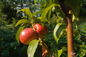 Ripe peaches on a branch